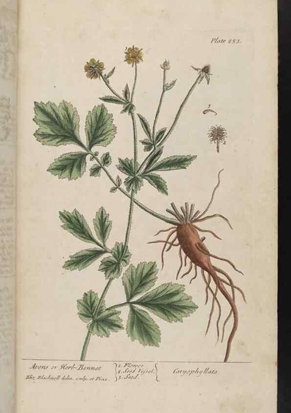 Reproducción/Reproduction 8361104163: A curious herbal. London : Printed for Samuel Harding, 1737-1739.