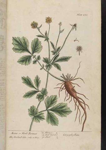 Reproducción/Reproduction 8361104163: A curious herbal. London : Printed for Samuel Harding, 1737-1739.
