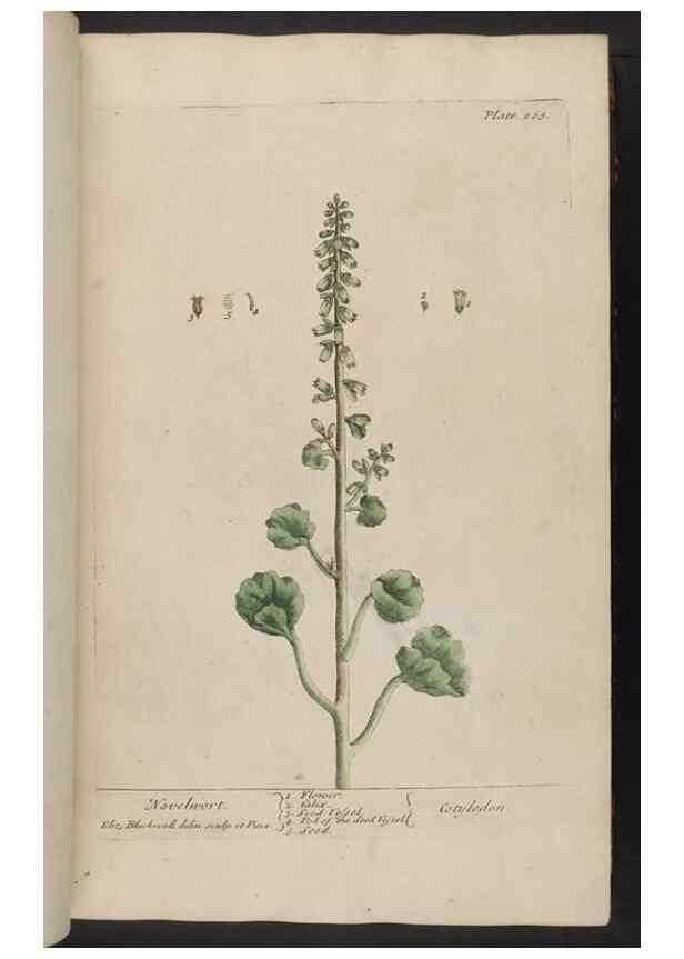 Reproducción/Reproduction 8362168662: A curious herbal. London : Printed for Samuel Harding, 1737-1739.
