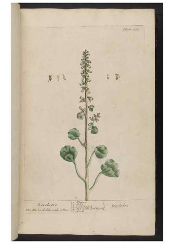 Reproducción/Reproduction 8362168662: A curious herbal. London : Printed for Samuel Harding, 1737-1739.