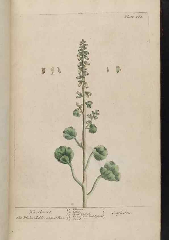 Reproducción/Reproduction 8362168662: A curious herbal. London : Printed for Samuel Harding, 1737-1739.