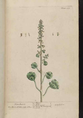 Reproducción/Reproduction 8362168662: A curious herbal. London : Printed for Samuel Harding, 1737-1739.