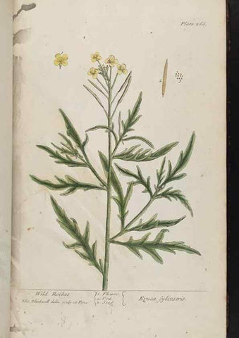 Reproducción/Reproduction 8362169398: A curious herbal. London : Printed for Samuel Harding, 1737-1739.