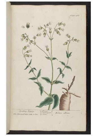 Reproducción/Reproduction 8361108373: A curious herbal. London : Printed for Samuel Harding, 1737-1739.