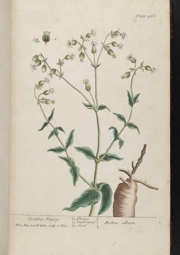 Reproducción/Reproduction 8361108373: A curious herbal. London : Printed for Samuel Harding, 1737-1739.
