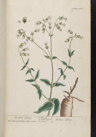 Reproducción/Reproduction 8361108373: A curious herbal. London : Printed for Samuel Harding, 1737-1739.