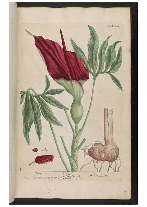 Reproducción/Reproduction 8361108519: A curious herbal. London : Printed for Samuel Harding, 1737-1739.