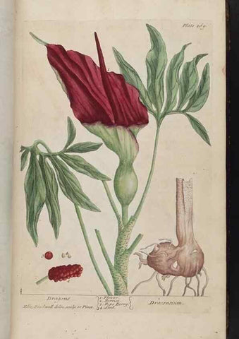 Reproducción/Reproduction 8361108519: A curious herbal. London : Printed for Samuel Harding, 1737-1739.