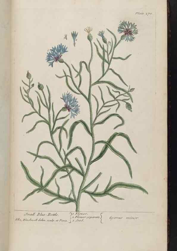 Reproducción/Reproduction 8361108701: A curious herbal. London : Printed for Samuel Harding, 1737-1739.