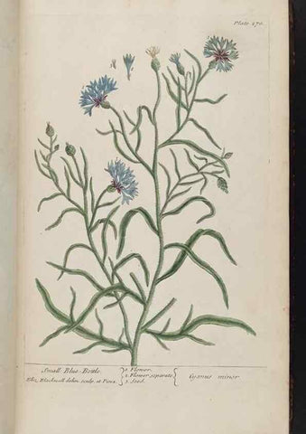 Reproducción/Reproduction 8361108701: A curious herbal. London : Printed for Samuel Harding, 1737-1739.