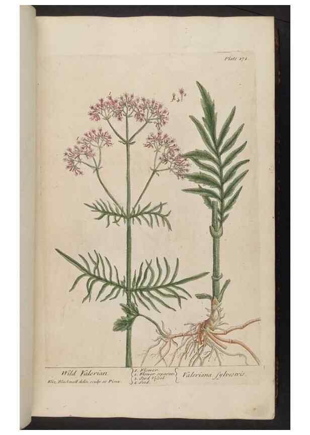 Reproducción/Reproduction 8361108967: A curious herbal. London : Printed for Samuel Harding, 1737-1739.