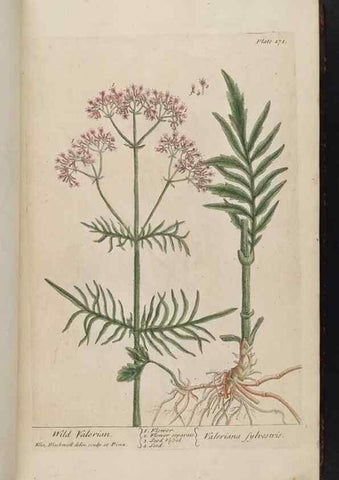 Reproducción/Reproduction 8361108967: A curious herbal. London : Printed for Samuel Harding, 1737-1739.