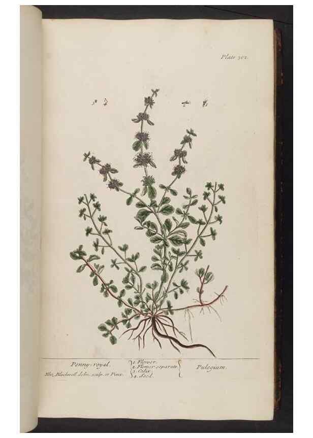Reproducción/Reproduction 8362179186: A curious herbal. London : Printed for Samuel Harding, 1737-1739.