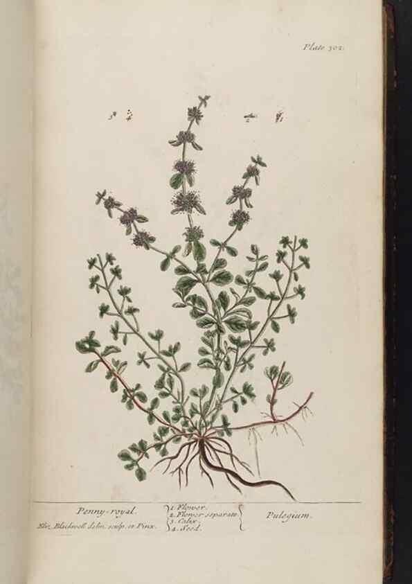 Reproducción/Reproduction 8362179186: A curious herbal. London : Printed for Samuel Harding, 1737-1739.