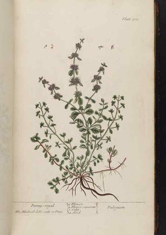 Reproducción/Reproduction 8362179186: A curious herbal. London : Printed for Samuel Harding, 1737-1739.