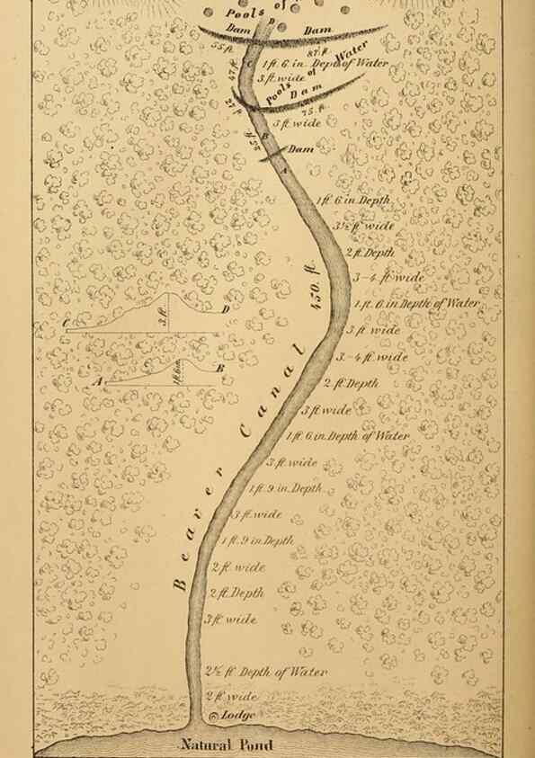 Reproducción/Reproduction 8357344485: The American beaver and his works.. Philadelphia,J.B. Lippincott & Co.,1868.