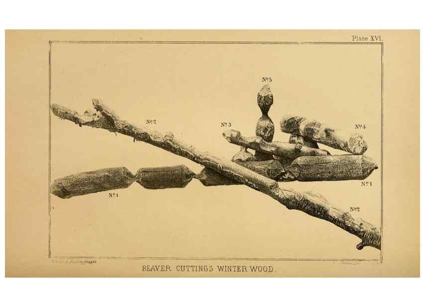 Reproducción/Reproduction 8358404964: The American beaver and his works.. Philadelphia,J.B. Lippincott & Co.,1868.