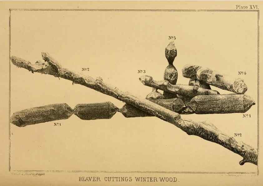 Reproducción/Reproduction 8358404964: The American beaver and his works.. Philadelphia,J.B. Lippincott & Co.,1868.