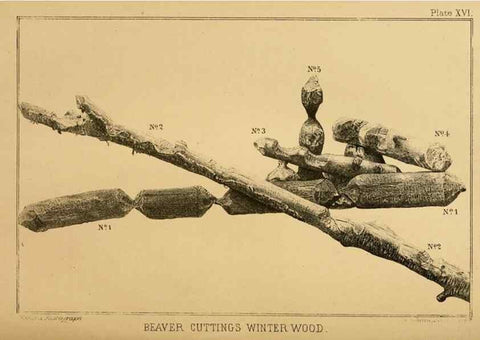 Reproducción/Reproduction 8358404964: The American beaver and his works.. Philadelphia,J.B. Lippincott & Co.,1868.