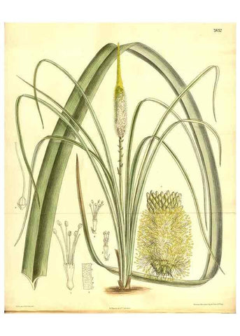 Reproducción/Reproduction 8347246404: Curtis's botanical magazine.. London ;New York [etc.] :Academic Press [etc.]