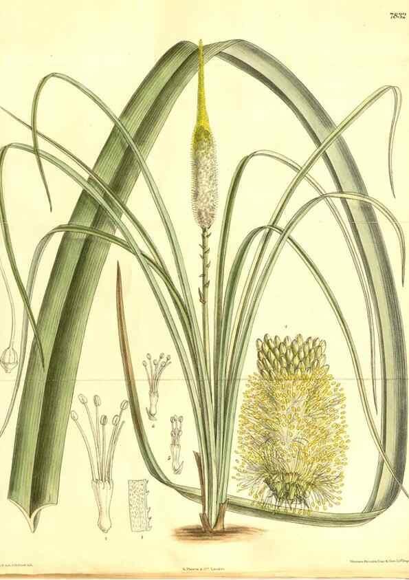 Reproducción/Reproduction 8347246404: Curtis's botanical magazine.. London ;New York [etc.] :Academic Press [etc.]