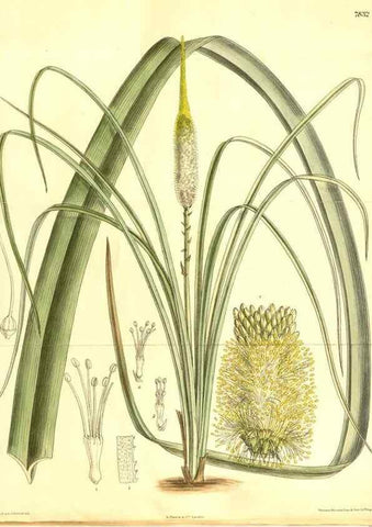 Reproducción/Reproduction 8347246404: Curtis's botanical magazine.. London ;New York [etc.] :Academic Press [etc.]
