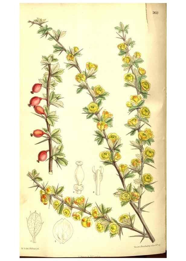 Reproducción/Reproduction 8346193103: Curtis's botanical magazine.. London ;New York [etc.] :Academic Press [etc.]