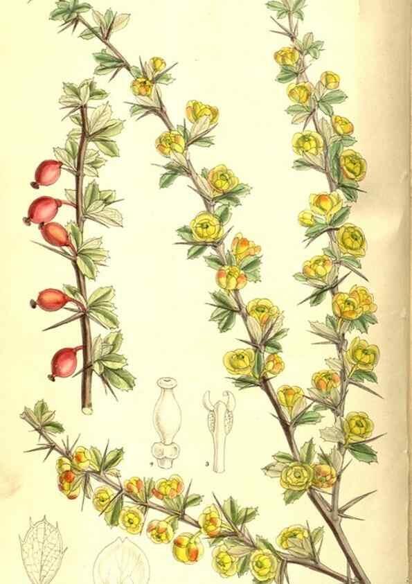 Reproducción/Reproduction 8346193103: Curtis's botanical magazine.. London ;New York [etc.] :Academic Press [etc.]