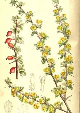 Reproducción/Reproduction 8346193103: Curtis's botanical magazine.. London ;New York [etc.] :Academic Press [etc.]