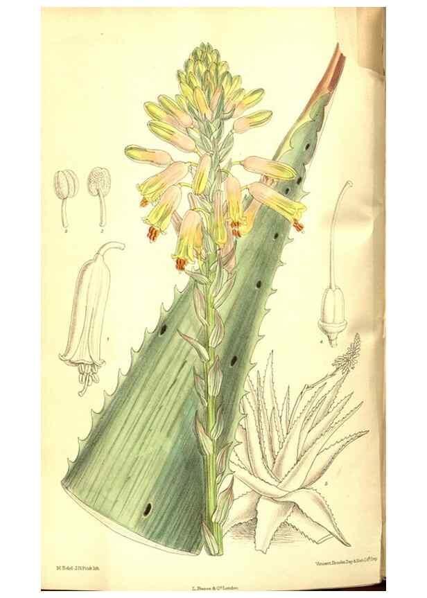 Reproducción/Reproduction 8347247972: Curtis's botanical magazine.. London ;New York [etc.] :Academic Press [etc.]