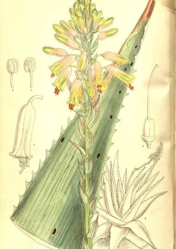 Reproducción/Reproduction 8347247972: Curtis's botanical magazine.. London ;New York [etc.] :Academic Press [etc.]