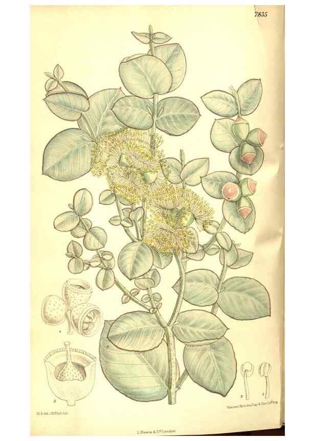 Reproducción/Reproduction 8346194831: Curtis's botanical magazine.. London ;New York [etc.] :Academic Press [etc.]