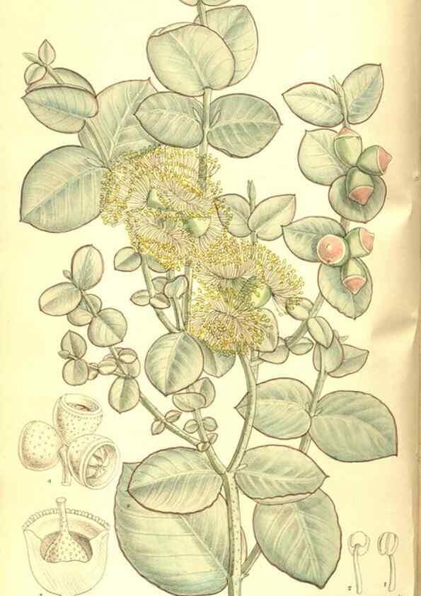 Reproducción/Reproduction 8346194831: Curtis's botanical magazine.. London ;New York [etc.] :Academic Press [etc.]