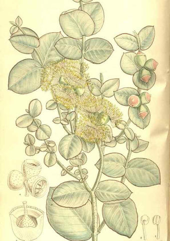 Reproducción/Reproduction 8346194831: Curtis's botanical magazine.. London ;New York [etc.] :Academic Press [etc.]