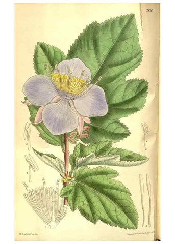 Reproducción/Reproduction 8346195785: Curtis's botanical magazine.. London ;New York [etc.] :Academic Press [etc.]