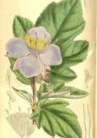 Reproducción/Reproduction 8346195785: Curtis's botanical magazine.. London ;New York [etc.] :Academic Press [etc.]