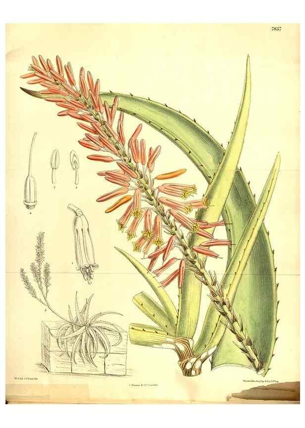 Reproducción/Reproduction 8347250480: Curtis's botanical magazine.. London ;New York [etc.] :Academic Press [etc.]