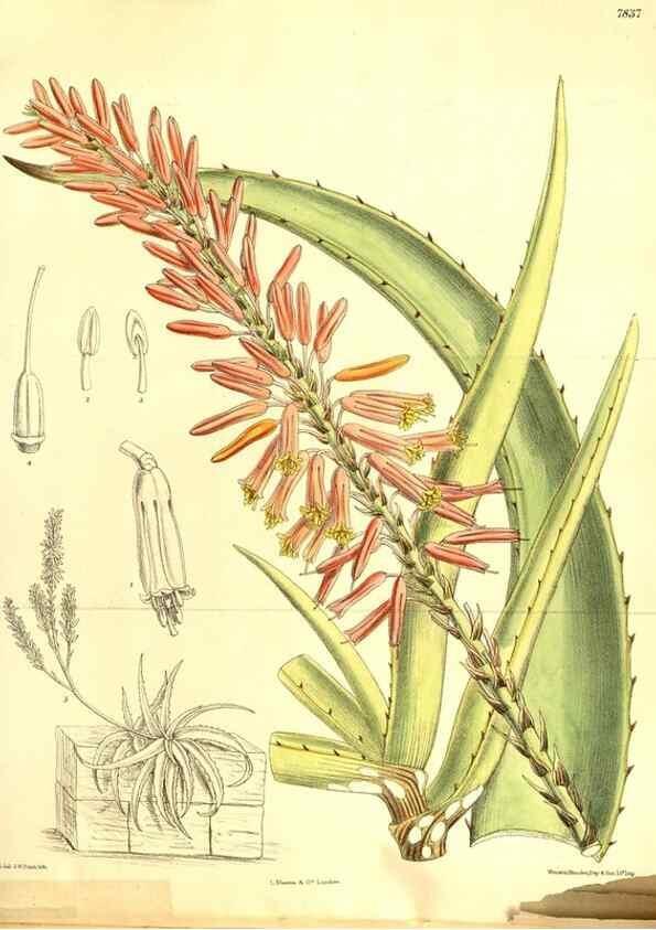 Reproducción/Reproduction 8347250480: Curtis's botanical magazine.. London ;New York [etc.] :Academic Press [etc.]