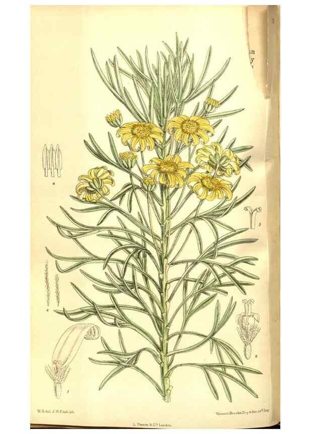 Reproducción/Reproduction 8347251654: Curtis's botanical magazine.. London ;New York [etc.] :Academic Press [etc.]