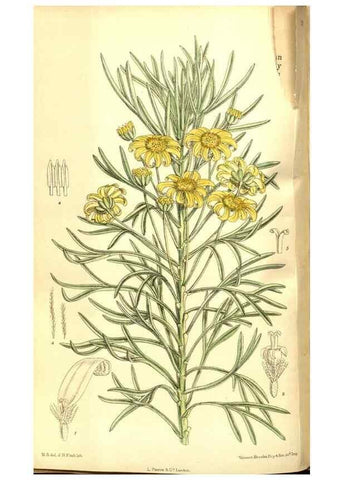 Reproducción/Reproduction 8347251654: Curtis's botanical magazine.. London ;New York [etc.] :Academic Press [etc.]