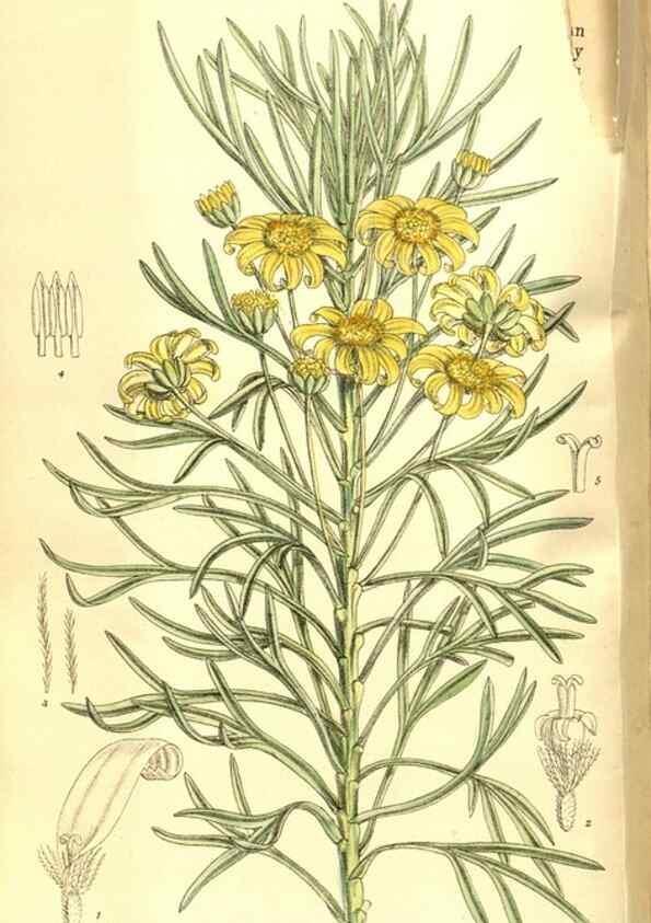 Reproducción/Reproduction 8347251654: Curtis's botanical magazine.. London ;New York [etc.] :Academic Press [etc.]