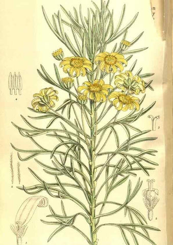 Reproducción/Reproduction 8347251654: Curtis's botanical magazine.. London ;New York [etc.] :Academic Press [etc.]