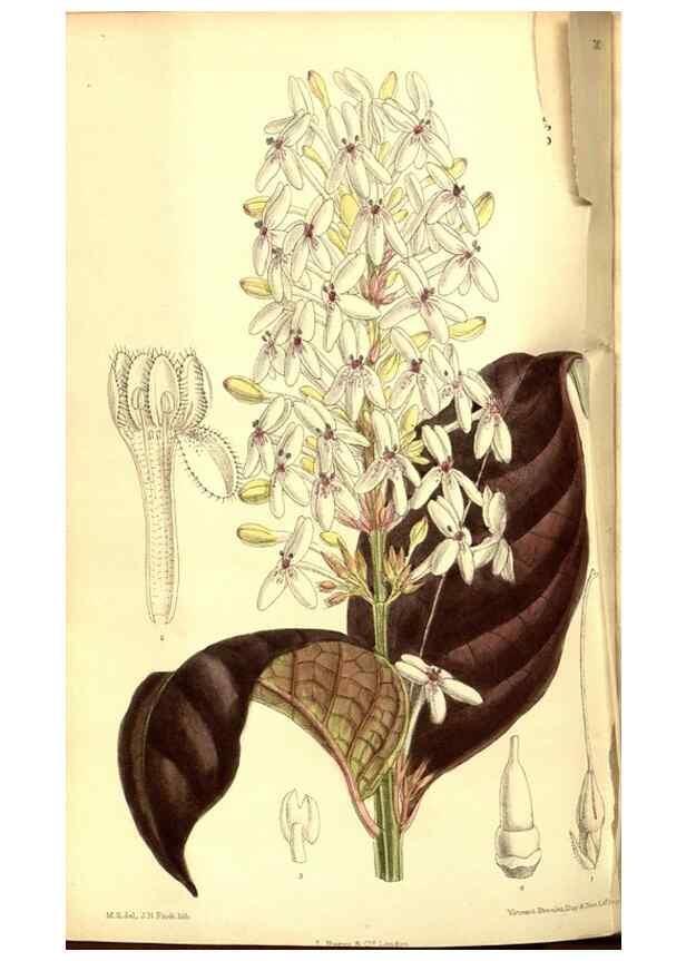 Reproducción/Reproduction 8346199091: Curtis's botanical magazine.. London ;New York [etc.] :Academic Press [etc.]