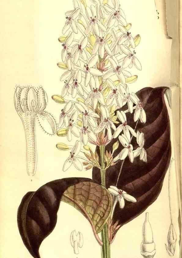 Reproducción/Reproduction 8346199091: Curtis's botanical magazine.. London ;New York [etc.] :Academic Press [etc.]