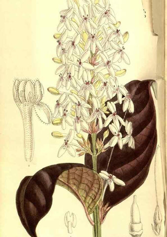 Reproducción/Reproduction 8346199091: Curtis's botanical magazine.. London ;New York [etc.] :Academic Press [etc.]