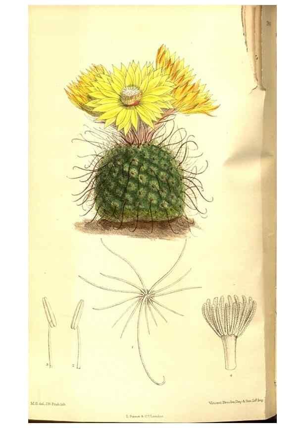 Reproducción/Reproduction 8347253970: Curtis's botanical magazine.. London ;New York [etc.] :Academic Press [etc.]