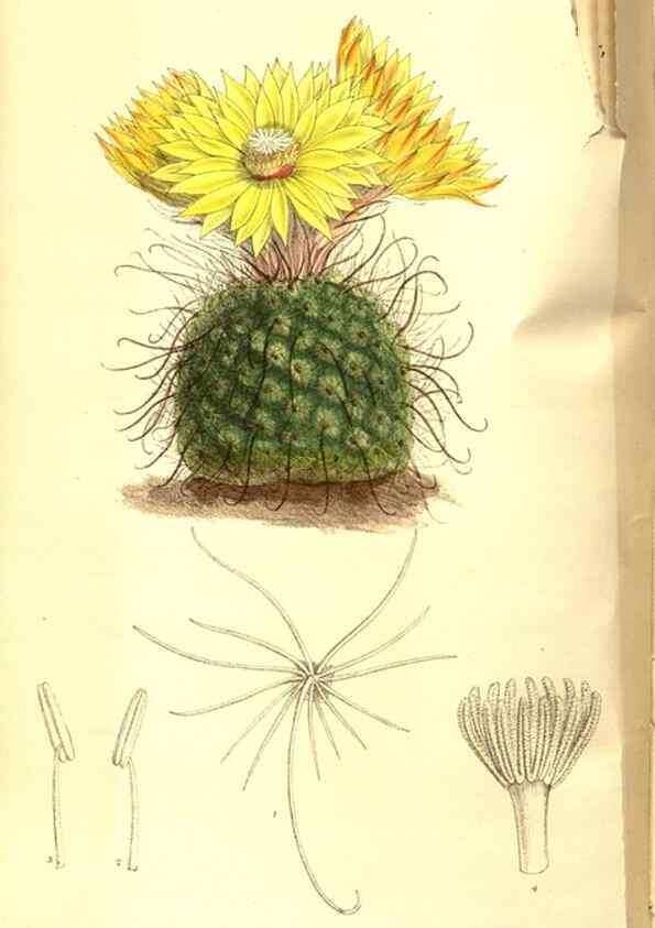 Reproducción/Reproduction 8347253970: Curtis's botanical magazine.. London ;New York [etc.] :Academic Press [etc.]