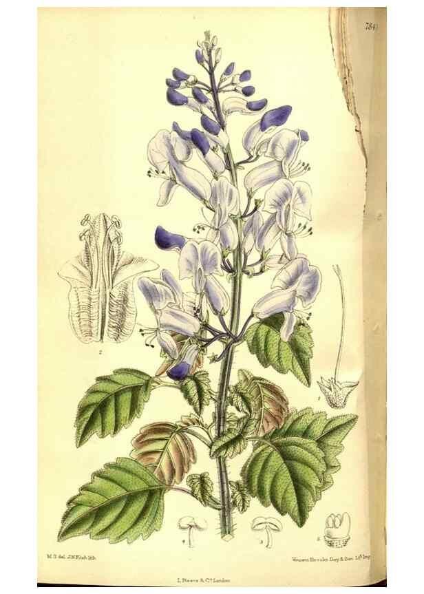 Reproducción/Reproduction 8347254786: Curtis's botanical magazine.. London ;New York [etc.] :Academic Press [etc.]