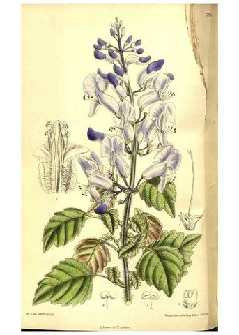 Reproducción/Reproduction 8347254786: Curtis's botanical magazine.. London ;New York [etc.] :Academic Press [etc.]