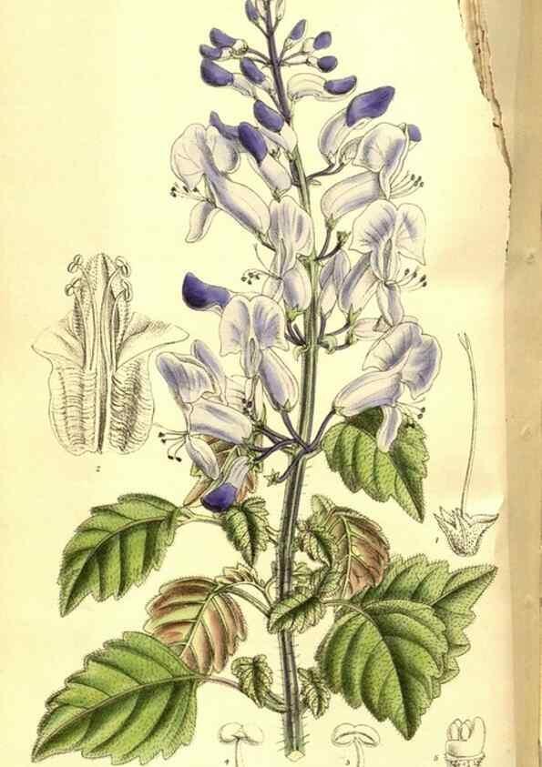 Reproducción/Reproduction 8347254786: Curtis's botanical magazine.. London ;New York [etc.] :Academic Press [etc.]